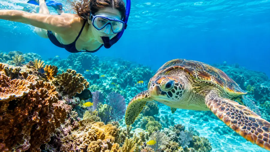 Coral Gardens the Best Reef Snorkeling in San Pedro