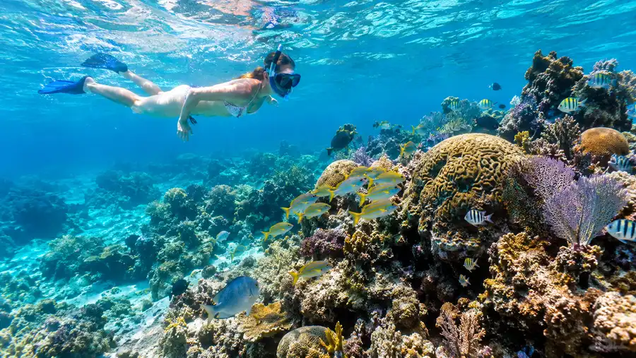 Coral Gardens the Best Reef Snorkeling in San Pedro