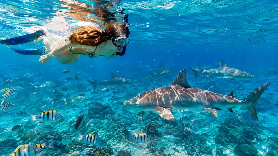 Hol Chan Shark Ray Alley San Pedros Top Snorkel Spots