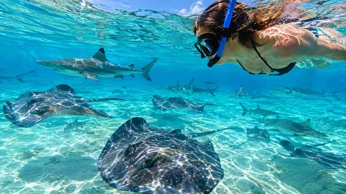 Shark Ray Alley