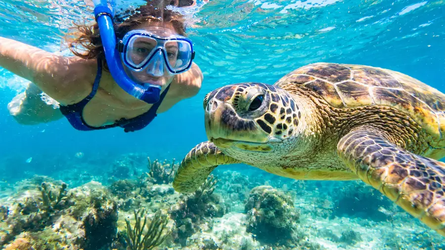 Snorkeling with Lil Alphonse Review of a Local Legend