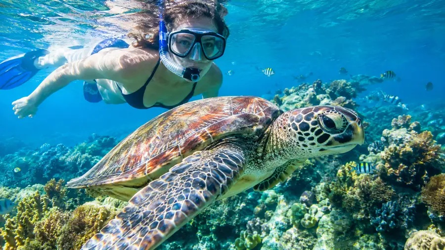 Guía Definitiva para Hacer Snorkel en San Pedro Belice
